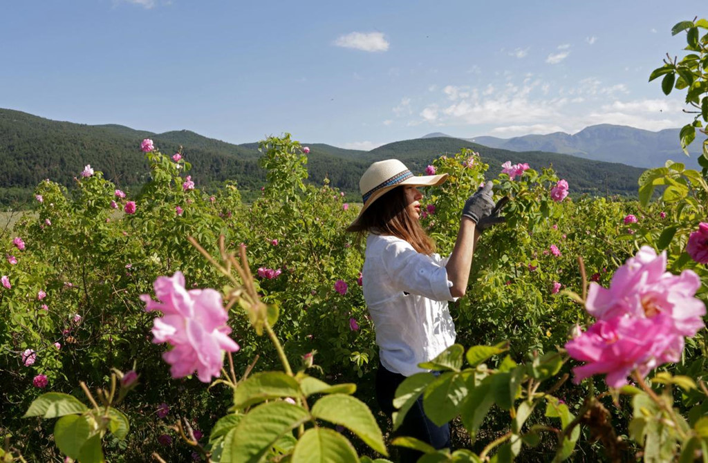 Thung lũng hoa hồng thơ mộng ở đất nước xinh đẹp Bulgaria1
