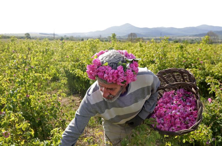 Thung lũng hoa hồng thơ mộng ở đất nước xinh đẹp Bulgaria